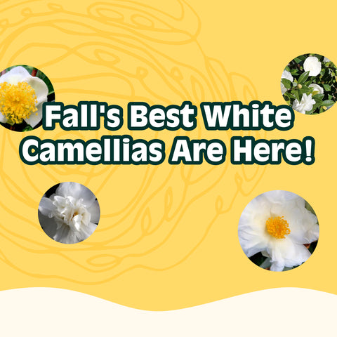 white camellias