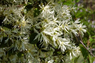 Friday Feature Plant: Snow Panda Loropetalum
