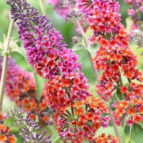 Last Chance to Plant the Kaleidoscope Bicolor Butterfly Bush This Season!