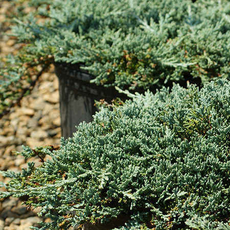 Friday Feature Plant: Icee Blue® Juniper