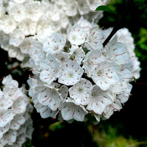 Plants that Prefer Fall Planting!
