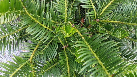 Friday Feature Plant: Spreading Japanese Plum Yew