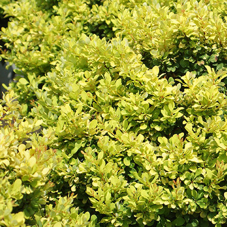 Friday Feature Plant: Tiny Gold Barberry