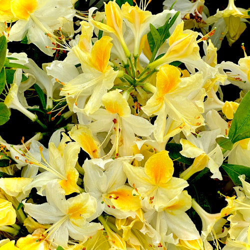 Northern Hi-Lights Deciduous Azalea