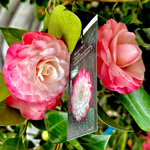 Nuccio's Pearl Camellia