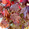 Adrian's Compact Japanese Maple 2-4ft