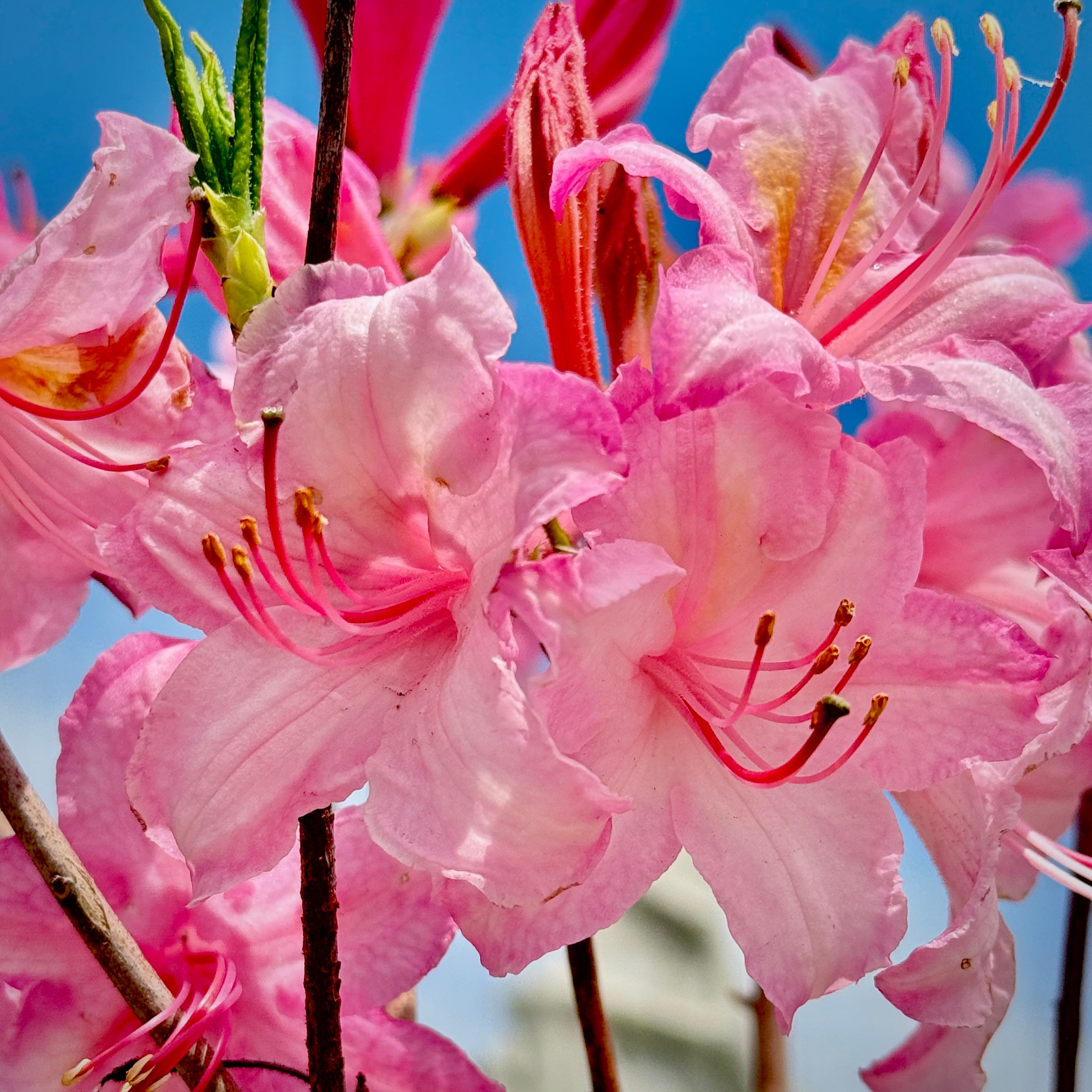 Candy Lights Deciduous Azalea