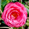 April Remembered Camellia