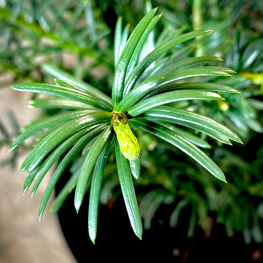 Duke Gardens Japanese Plum Yew