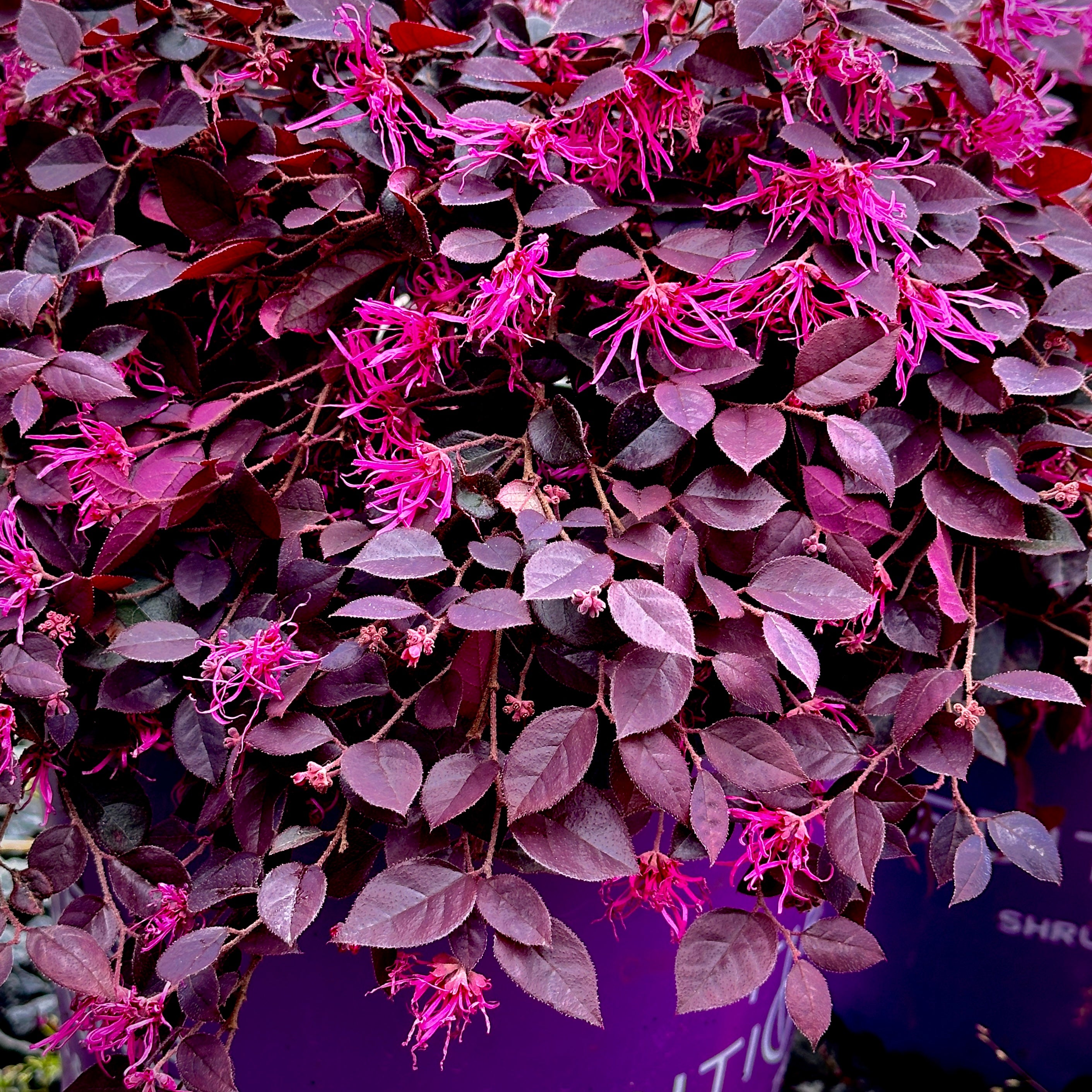 Crimson Fire™ Loropetalum