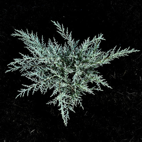 Angelica Blue Juniper