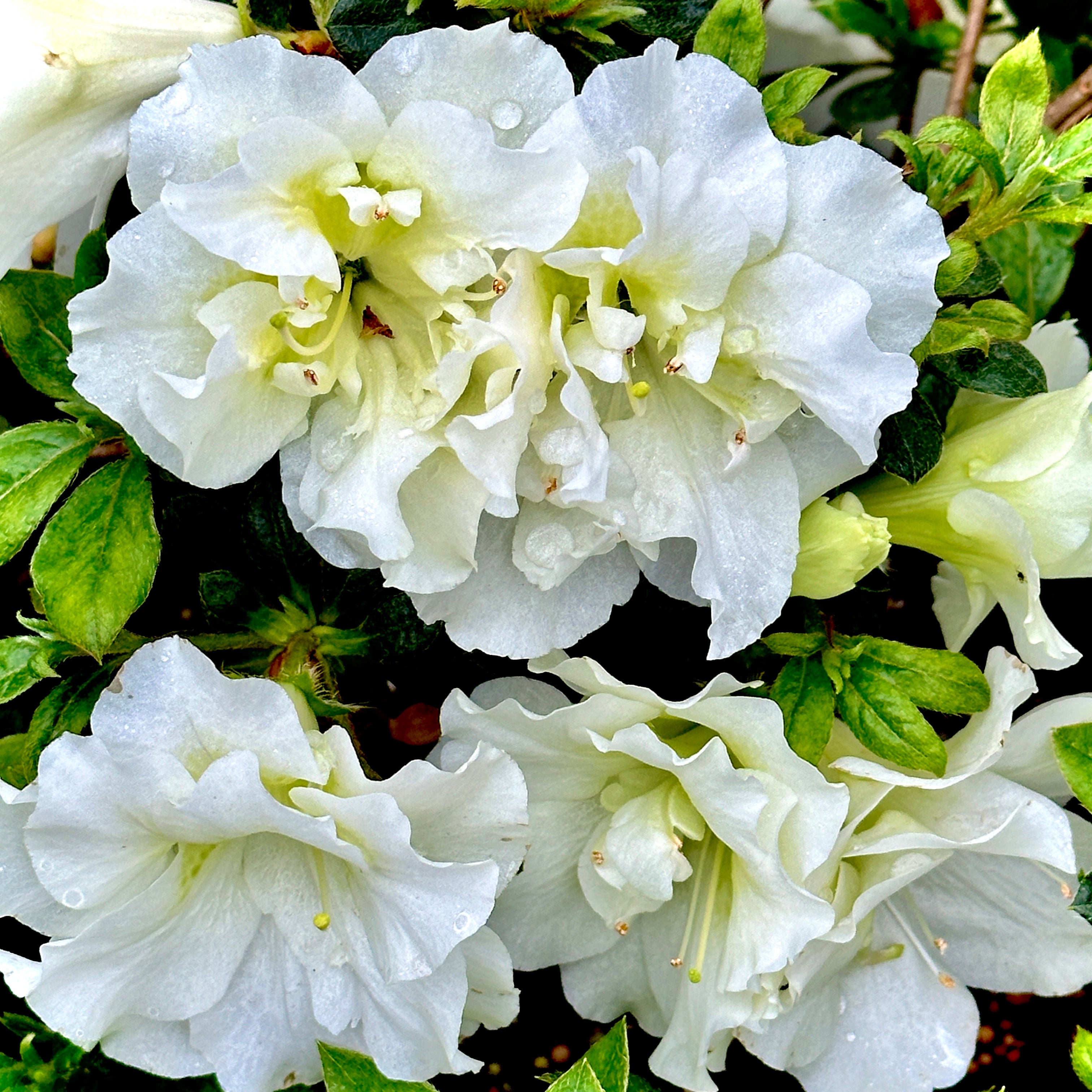 Perfecto Mundo® Double White Azalea