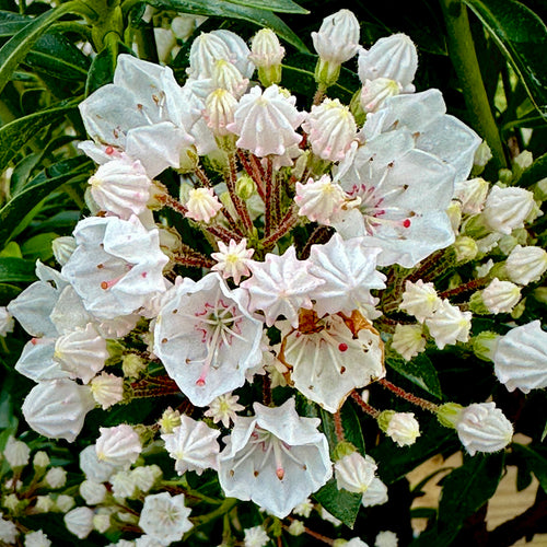 Elf Mountain Laurel