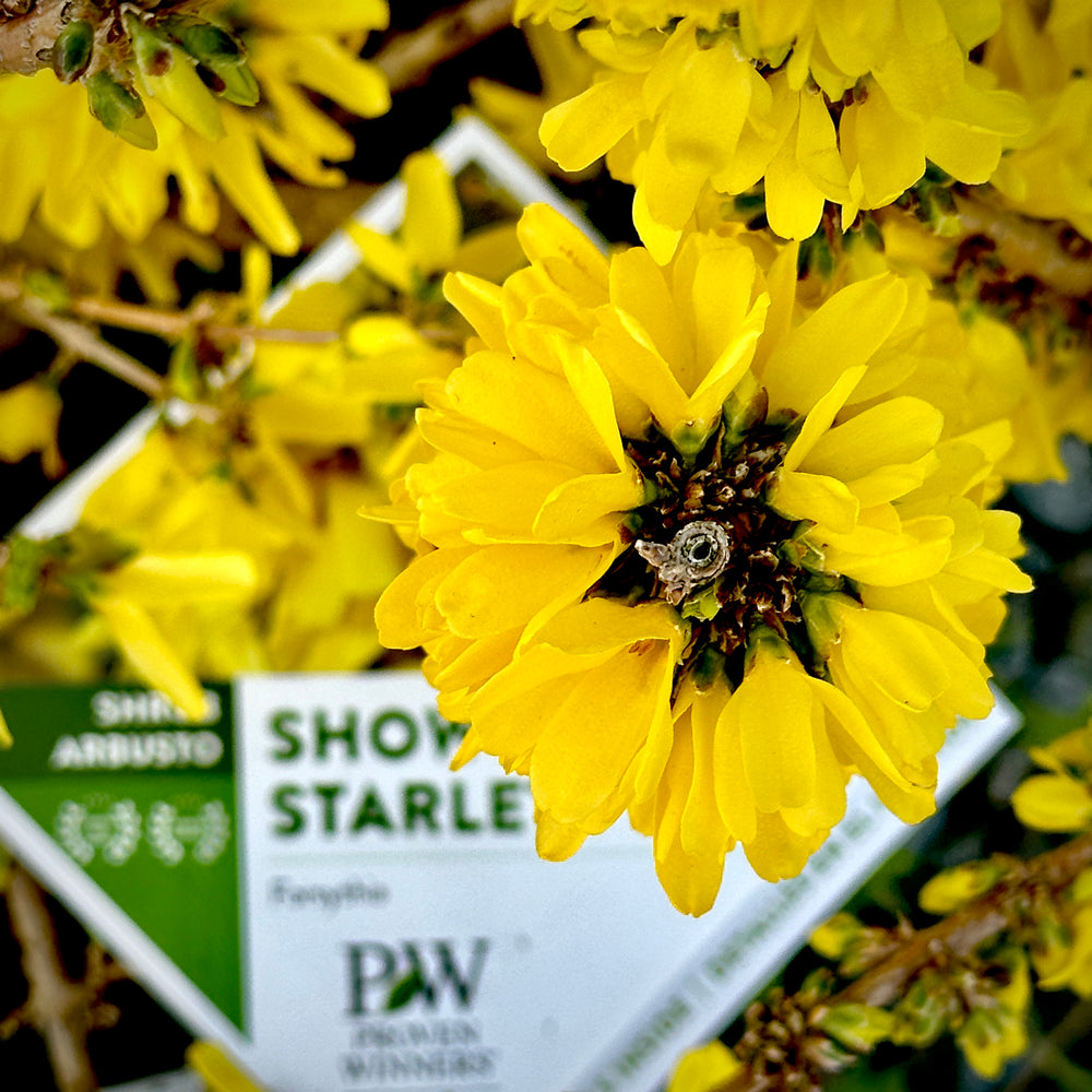 Show Off® Starlet Forsythia