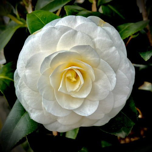 White by the Gate Camellia