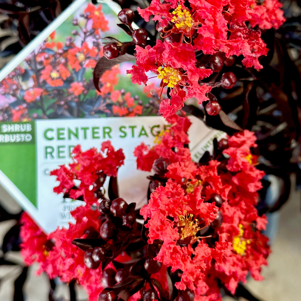CENTER STAGE® Red Crape Myrtle