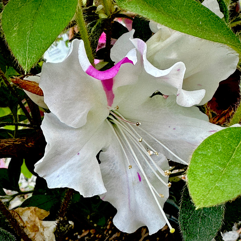 Autumn Lily® Encore Azalea