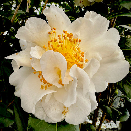 Victory White Camellia