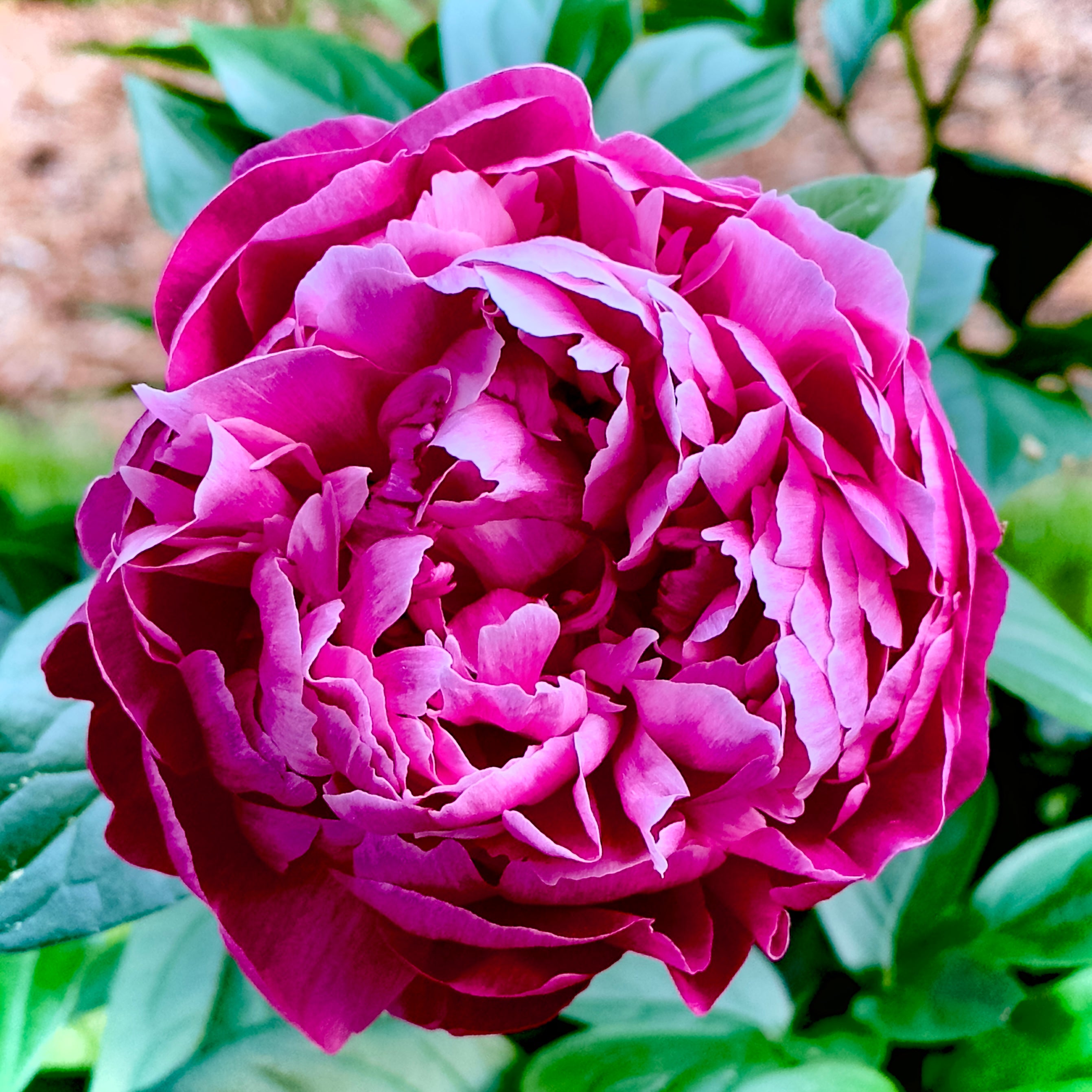 Kansas Peony