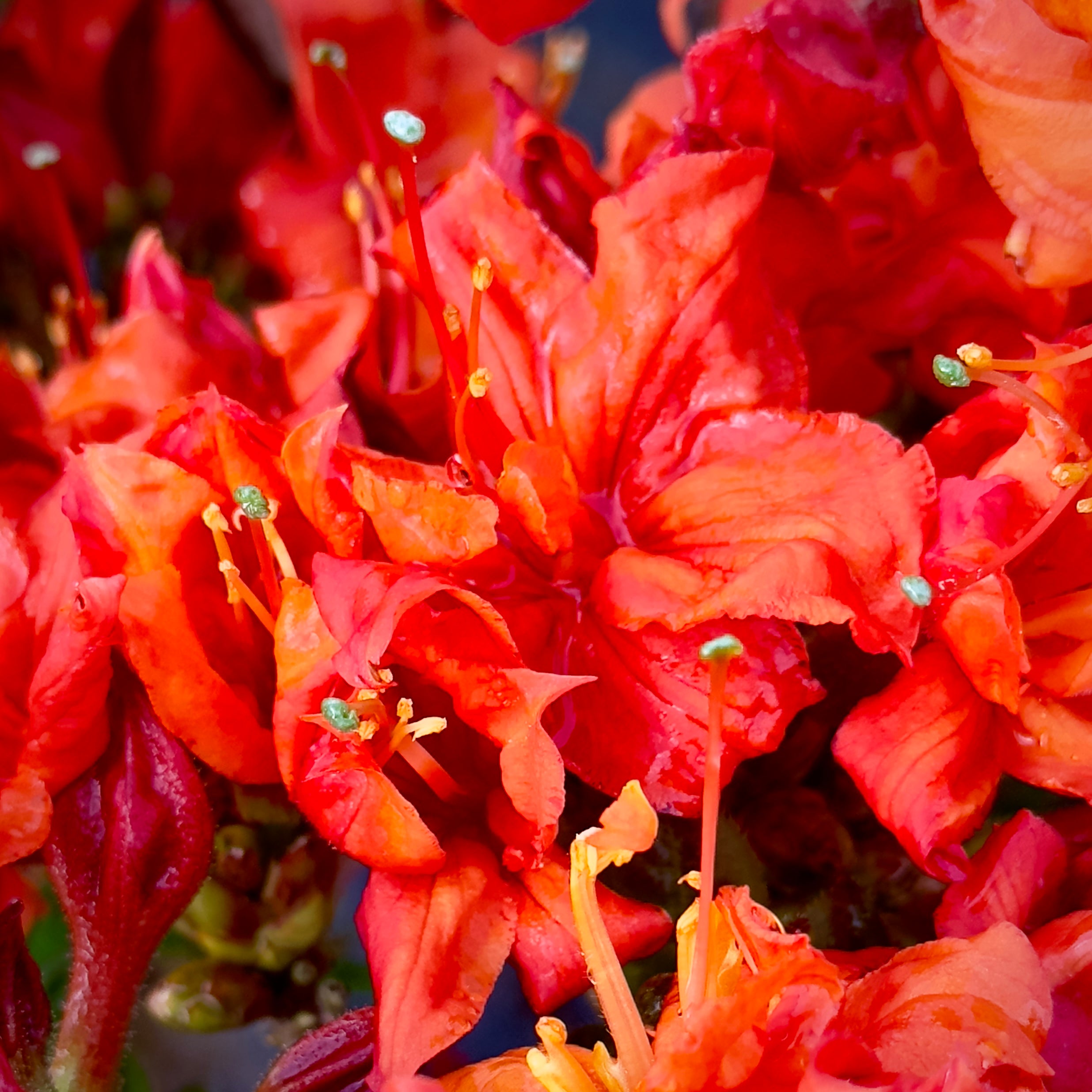 Fireball Deciduous Azalea