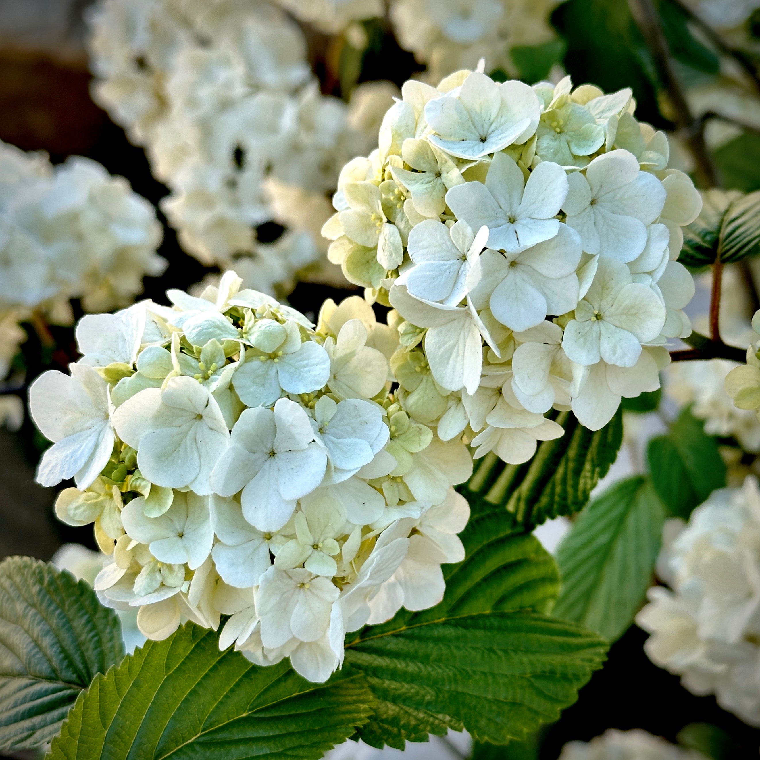 Popcorn Snowball Viburnum
