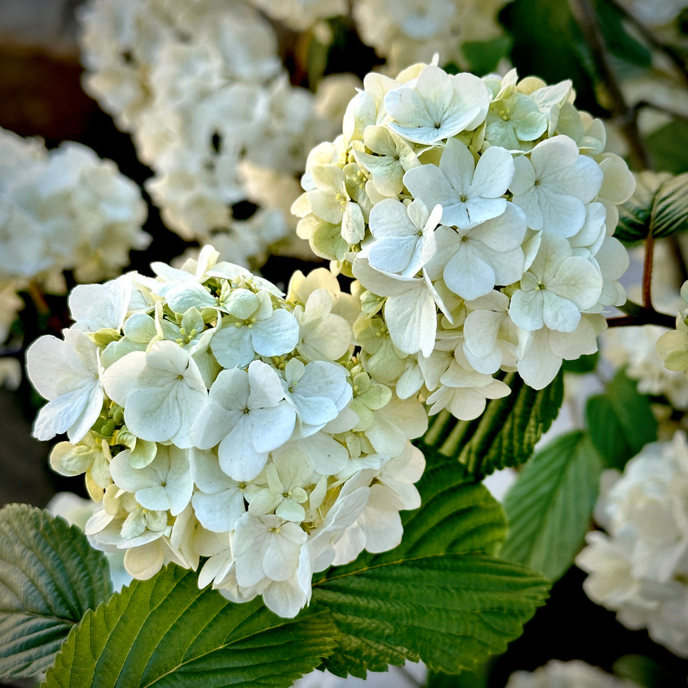 Popcorn Snowball Viburnum