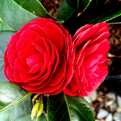 Black Tie Camellia