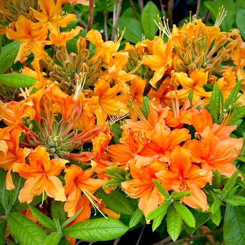 Tangerine Delight Deciduous Azalea