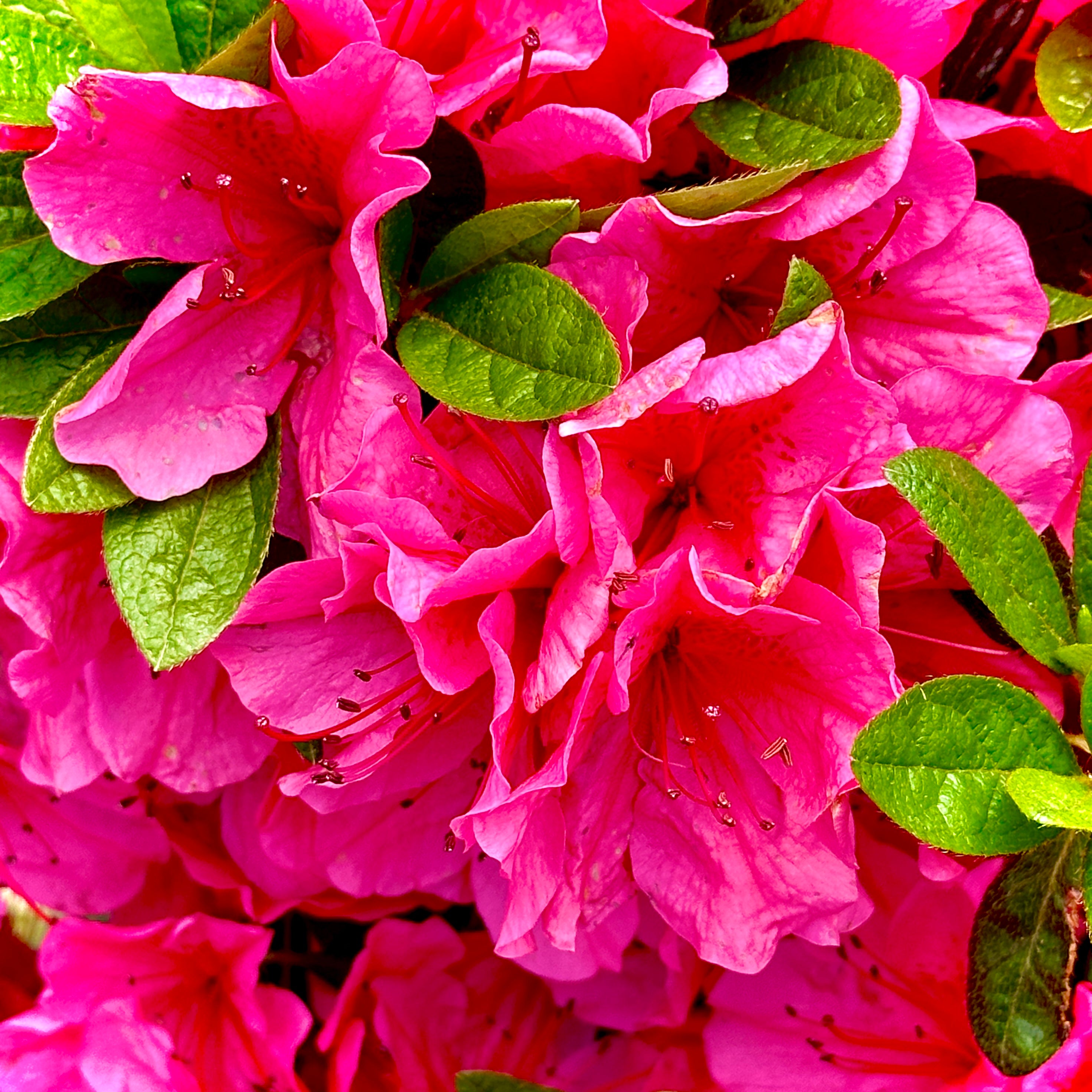 Girard's Renee Michelle Azalea