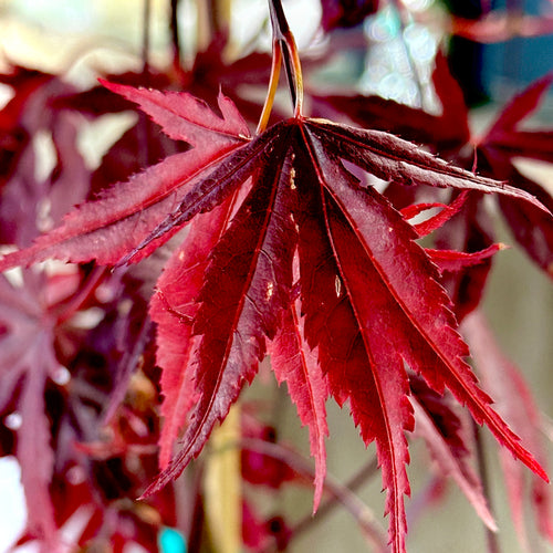 Dragon Tears Japanese Maple 2-3ft