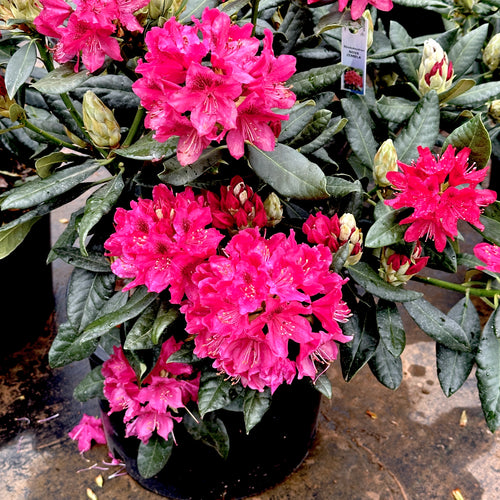 Nova Zembla Rhododendron
