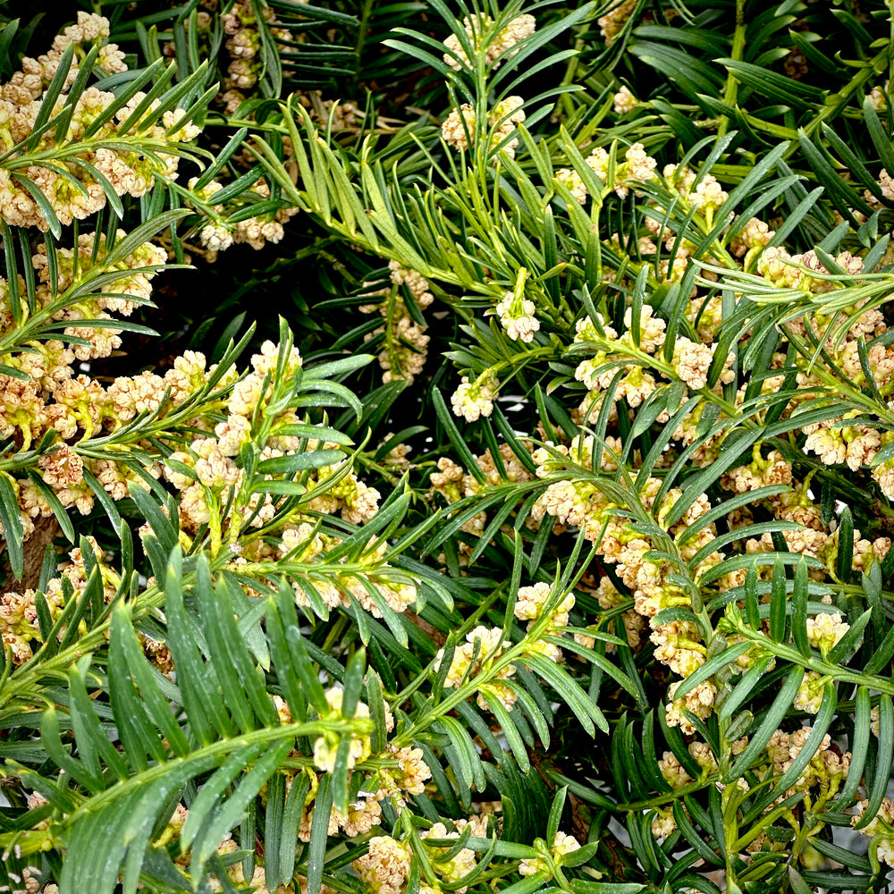 Fritz Huber Japanese Plum Yew