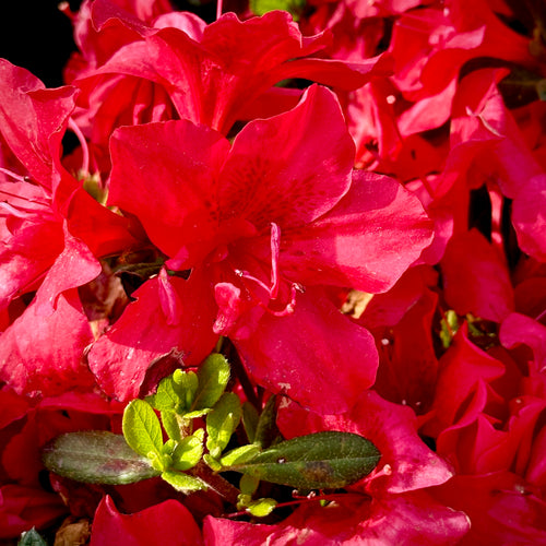 Autumn Bonfire® Encore Azalea