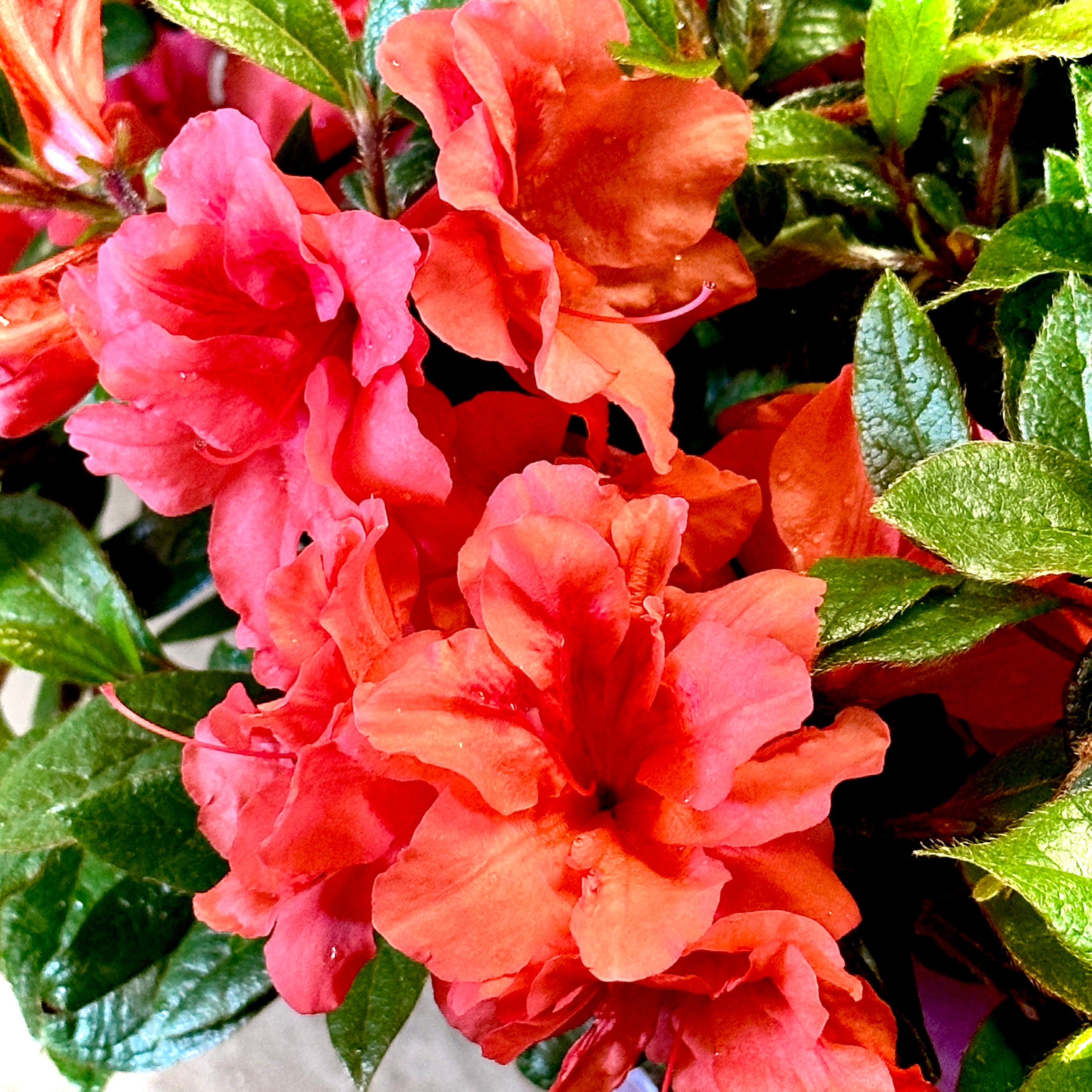 Autumn Princess® Encore Azalea