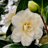 Lemon Glow Camellia