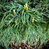 Green Twist White Pine