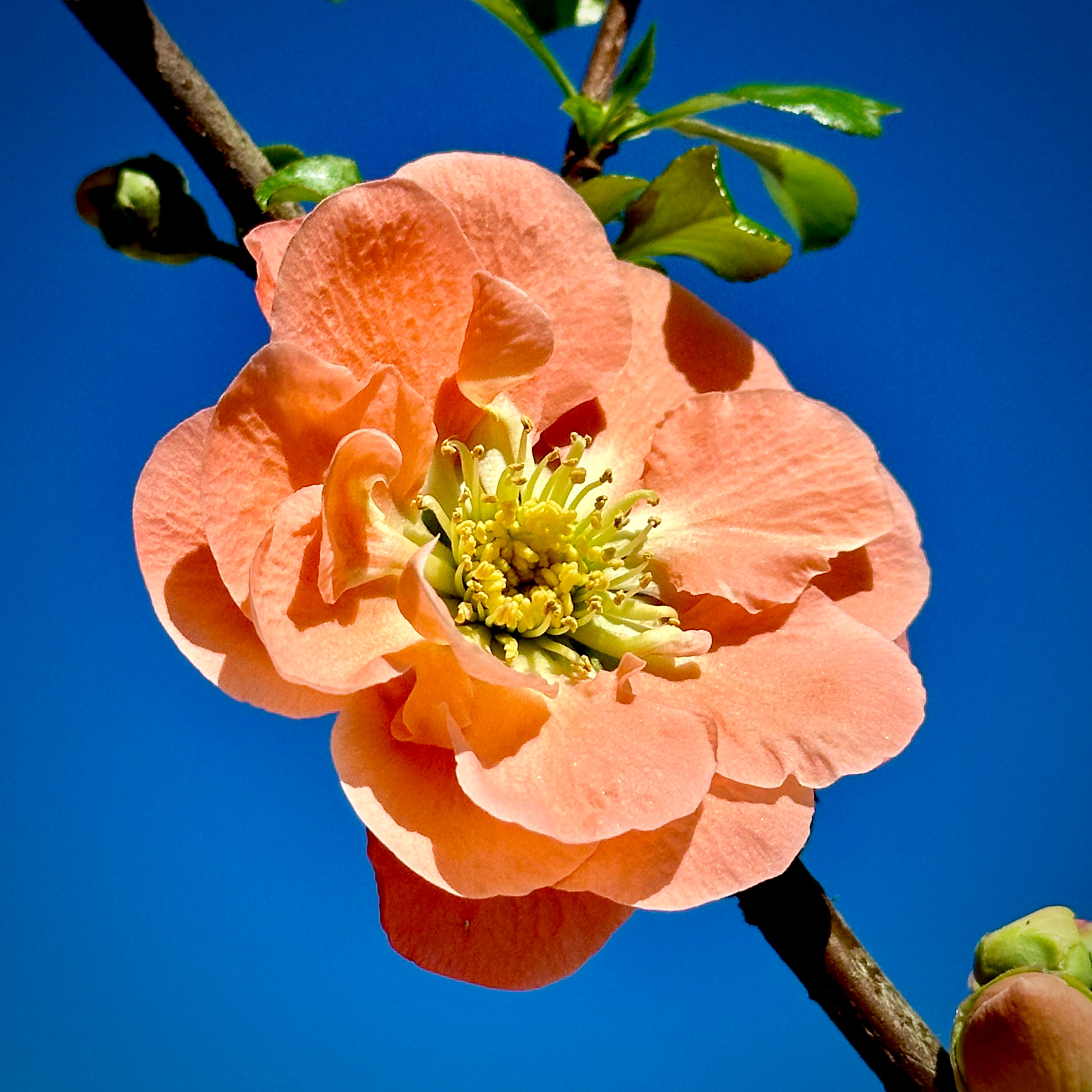 Double Take™ Peach Storm Quince - 3 Gallon