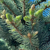 Dwarf Globe Blue Spruce Topiary Tree