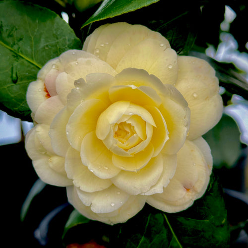 Lemon Glow Camellia