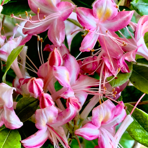 Ribbon Candy Deciduous Azalea