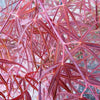 Ribbon Leaf Japanese Maple 2-4ft