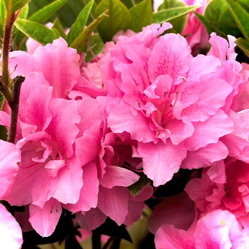 Autumn Carnation® Encore Azalea