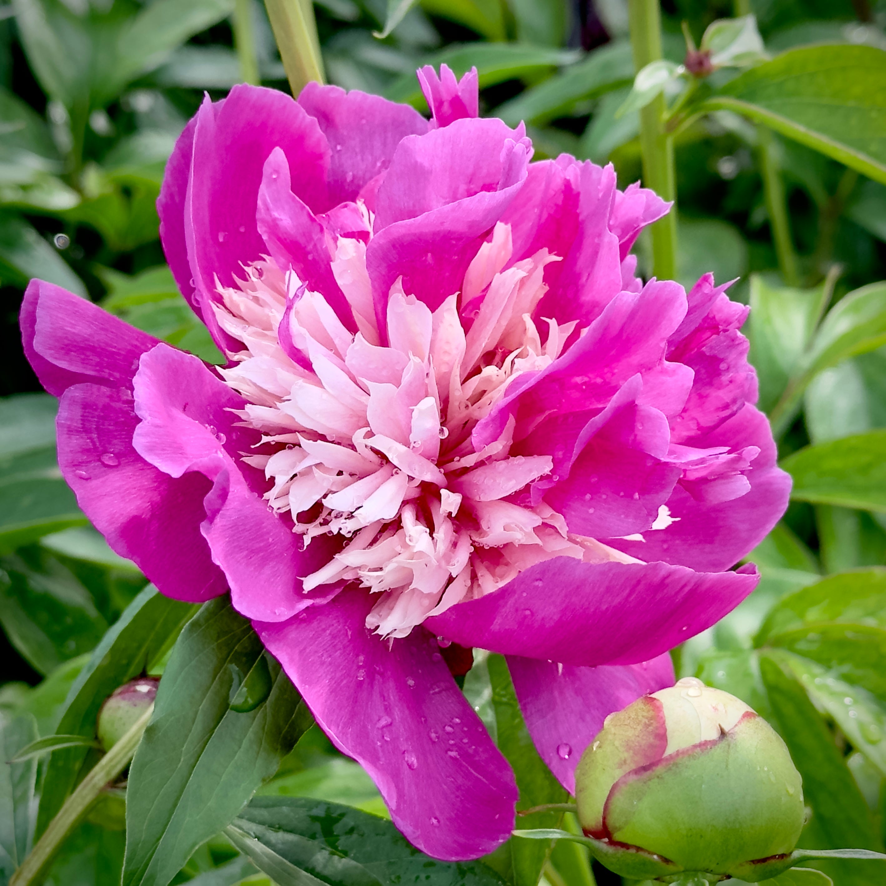 Celebrity Peony