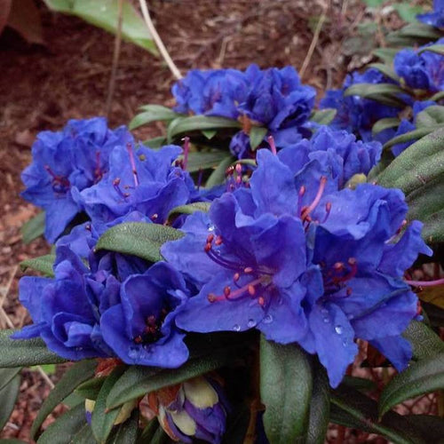 Blue Barron Rhododendron