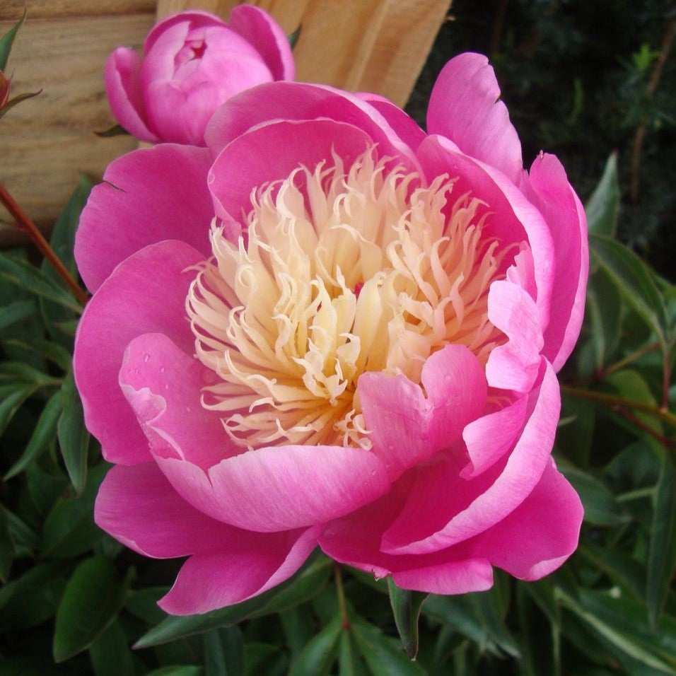 Bowl of Love Peony