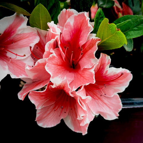 Autumn Sunburst® Encore Azalea