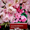 Crete Rhododendron