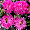Holden Rhododendron