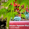 Tobiosho Japanese Maple 2-4ft