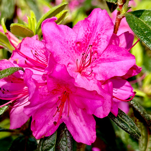 Autumn Amethyst® Encore Azalea